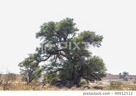 Tree of Kgalagadi transfrontier park, South Africa Tree of Kgalagadi transfrontier park, South Africa 99912512