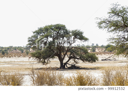 Tree of Kgalagadi transfrontier park, South Africa 99912532