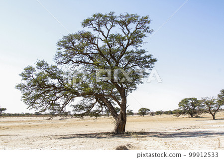 Tree of Kgalagadi transfrontier park, South Africa Tree of Kgalagadi transfrontier park, South Africa 99912533