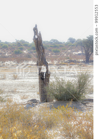 Dead tree stump in Kgalagadi transfrontier park, South Africa Dead tree stump in Kgalagadi transfrontier park, South Africa 99912553