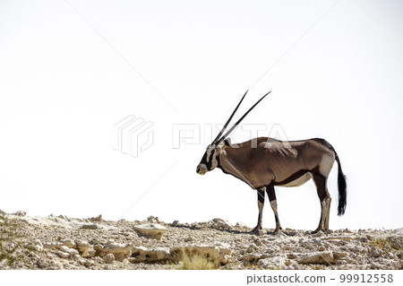 South African Oryx in Kgalagadi transfrontier park, South Africa 99912558