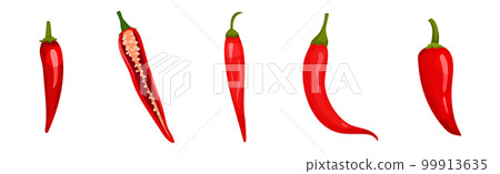 Red Chili Pepper as Cultivated Plant and Condiment Vector Set Red Chili Pepper as Cultivated Plant and Condiment Vector Set 99913635