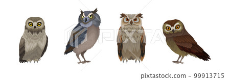 Different Species of Owl as Nocturnal Bird of Prey with Hawk-like Beak and Forward-facing Eyes Vector Set 99913715