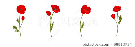Red Poppy as Herbaceous Flowering Plant on Stem Vector Set Red Poppy as Herbaceous Flowering Plant on Stem Vector Set 99913734