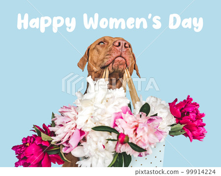 Lovable brown puppy and a bouquet of flowers Lovable brown puppy and a bouquet of flowers 99914224