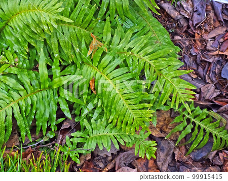 Polypodium cambricum L., early springtime outdoors, Zagreb 99915415