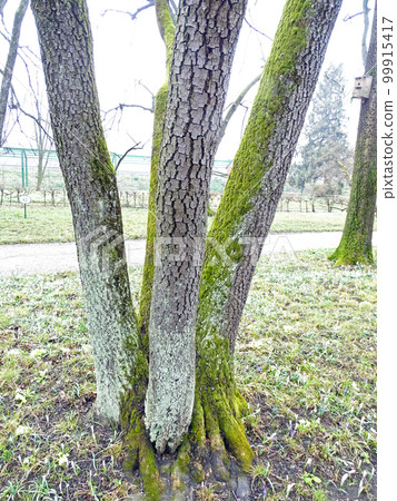Polypodium cambricum L., early springtime outdoors, Zagreb 99915417