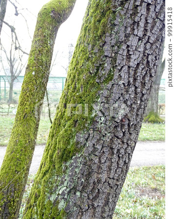 Polypodium cambricum L., early springtime outdoors, Zagreb Polypodium cambricum L., early springtime outdoors, Zagreb 99915418