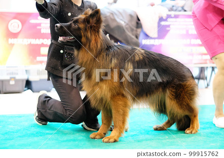 German Shepherd in a stand during a dog show German Shepherd in a stand during a dog show 99915762