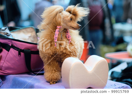 Miniature apricot poodle on the grooming table Miniature apricot poodle on the grooming table 99915769