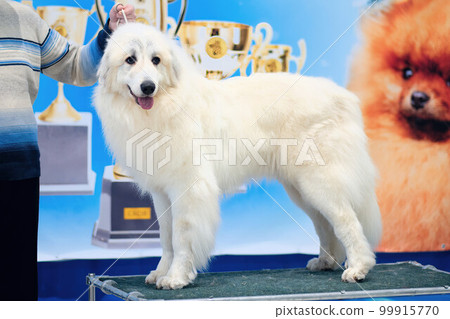 Purebred White Patrol Dog Maremma in the rack 99915770