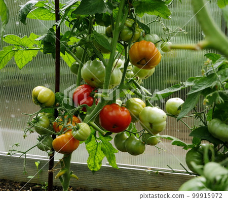 red tomatoes ripen on branches 99915972