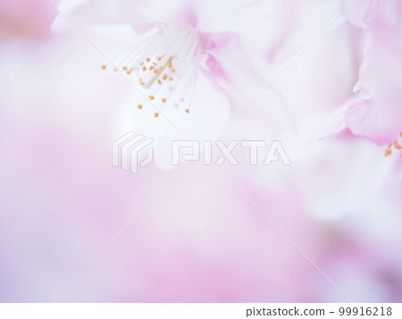 Cherry Blossoms Cherry Blossoms 99916218