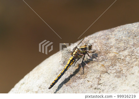 Shioya Tombo (female) Shioya Tombo (female) 99916219