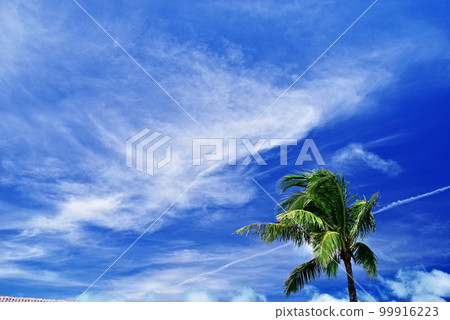 Okinawa Prefecture Kohama Island palm trees and blue sky 99916223