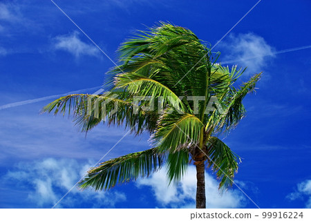 Okinawa Prefecture Kohama Island palm trees and blue sky Okinawa Prefecture Kohama Island palm trees and blue sky 99916224