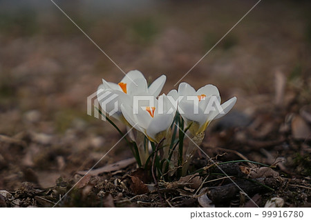 crocus 99916780