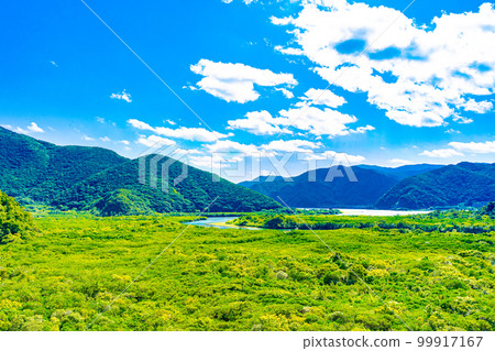 奄美大島的紅樹林 99917167