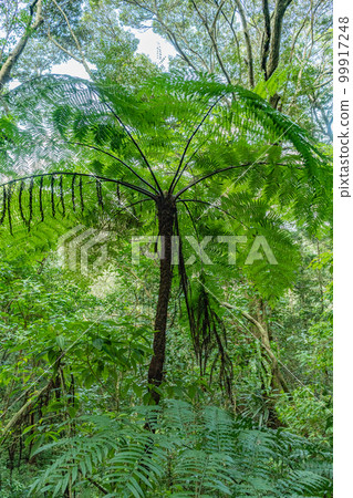 Kinsakubaru Primeval Forest (Amami Oshima) Kinsakubaru Primeval Forest (Amami Oshima) 99917248