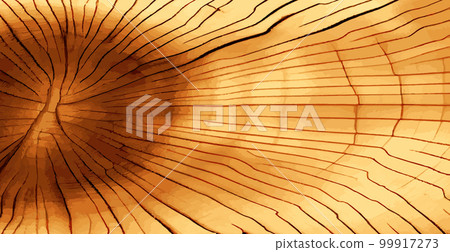 Realistic panoramic texture of the tallest green tree in the world, made in the USA - Vector Realistic panoramic texture of the tallest green tree in the world, made in the USA - Vector 99917273