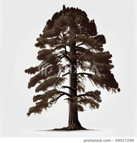 Realistic green tallest tree in the world sequoia on a white background - Vector 99917299