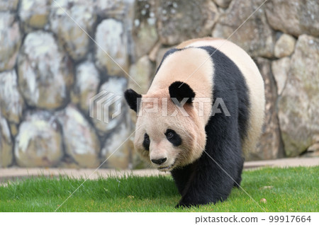 Yoshihama taking a walk Yoshihama taking a walk 99917664