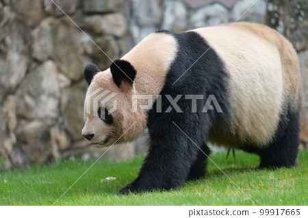 Yoshihama taking a walk Yoshihama taking a walk 99917665