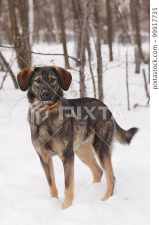 shepherd dog puppy full body portrait on white snow background shepherd dog puppy full body portrait on white snow background 99917735