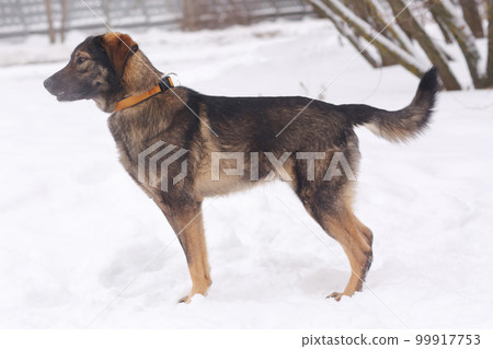 shepherd dog puppy full body portrait on white snow background 99917753