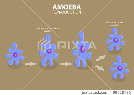 3D Isometric Flat Vector Conceptual Illustration of Amoeba Reproduction 3D Isometric Flat Vector Conceptual Illustration of Amoeba Reproduction 99918780