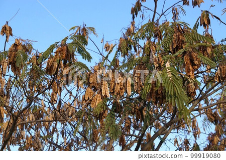 Silk tree in December 2022 99919080