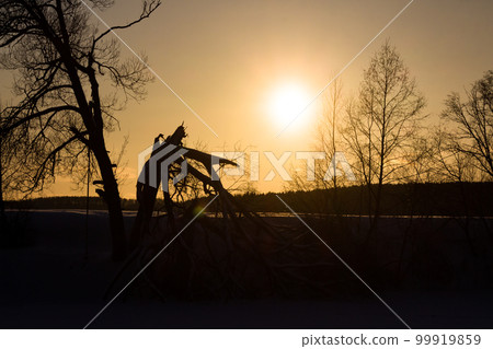 Silhouettes of trees on the shore against the backdrop of the sun at sunset 99919859