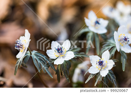 Setsubun Grass Garden, Ryokami, Ogano-cho, Saitama Prefecture 99920067