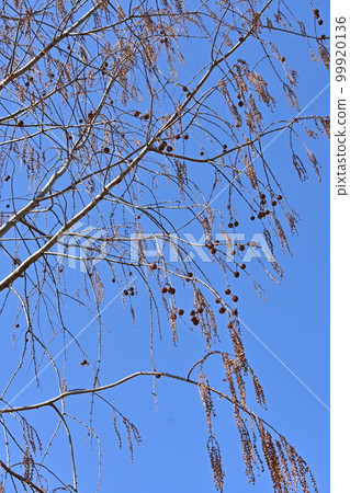 Metasequoia fruit 99920136