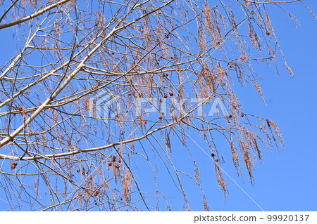 水杉果實 99920137