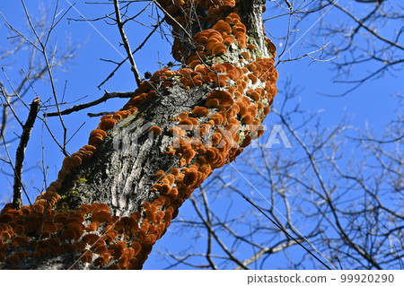 水獺蘑菇 99920290