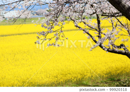 櫻花盛開的油菜花田 99920318
