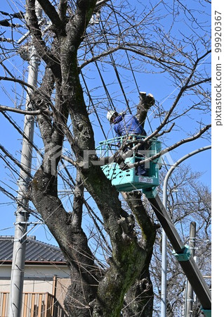 Cutting and selection of roadside trees/Public construction environment maintenance Cutting and selection of roadside trees/Public construction environment maintenance 99920367