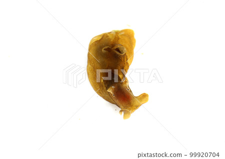 海兔 海兔 99920704