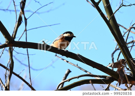 Varied tit (porcupine) Varied tit (porcupine) 99920838