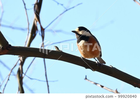 雜種山雀（豪豬） 99920840