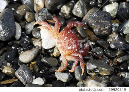 Debris, carcass of sea crab 99920849