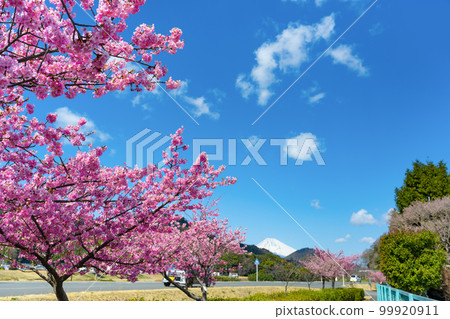 Kawazu Sakura and Mt. Fuji Kawazu Sakura and Mt. Fuji 99920911