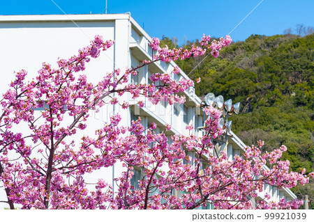Kawazu cherry blossoms and school building (entrance and graduation image) 99921039