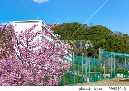 Kawazu cherry blossoms and school building (entrance and graduation image) 99921040