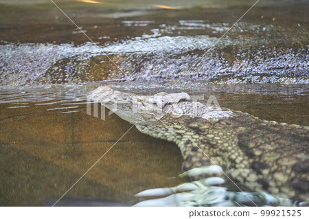 從水里出來的鱷魚 99921525