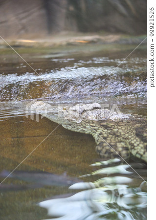 從水里出來的鱷魚 從水里出來的鱷魚 99921526