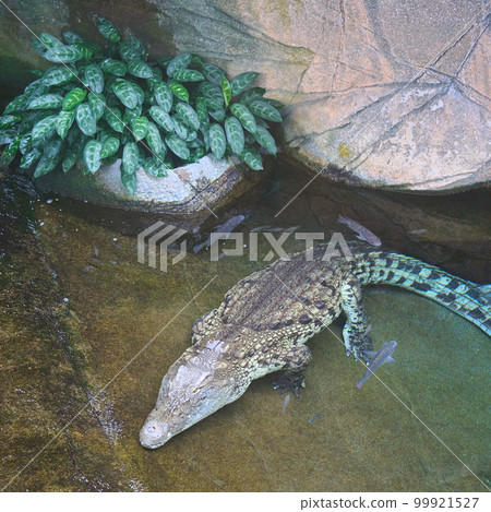 從水里出來的鱷魚 從水里出來的鱷魚 99921527