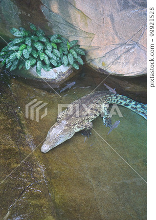 從水里出來的鱷魚 從水里出來的鱷魚 99921528