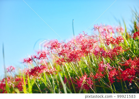 Contrast of blue sky and cluster amaryllis old lens Contrast of blue sky and cluster amaryllis old lens 99921583